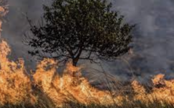 Exhorto para prevenir incendios forestales, aprueba Comisión del Congreso