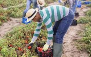No que no?  Ahora anuncia EEUU visado para trabajadores agrícolas