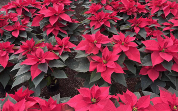 29.5 millones de plantas de Flor de Nochebuena serán comercializadas en fiestas decembrinas