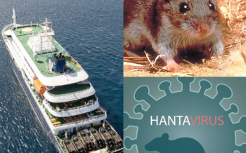 Hantavirus vs COVID-19. ¿Cuáles son sus diferencias? ¿Podrá convertirse en pandemia?