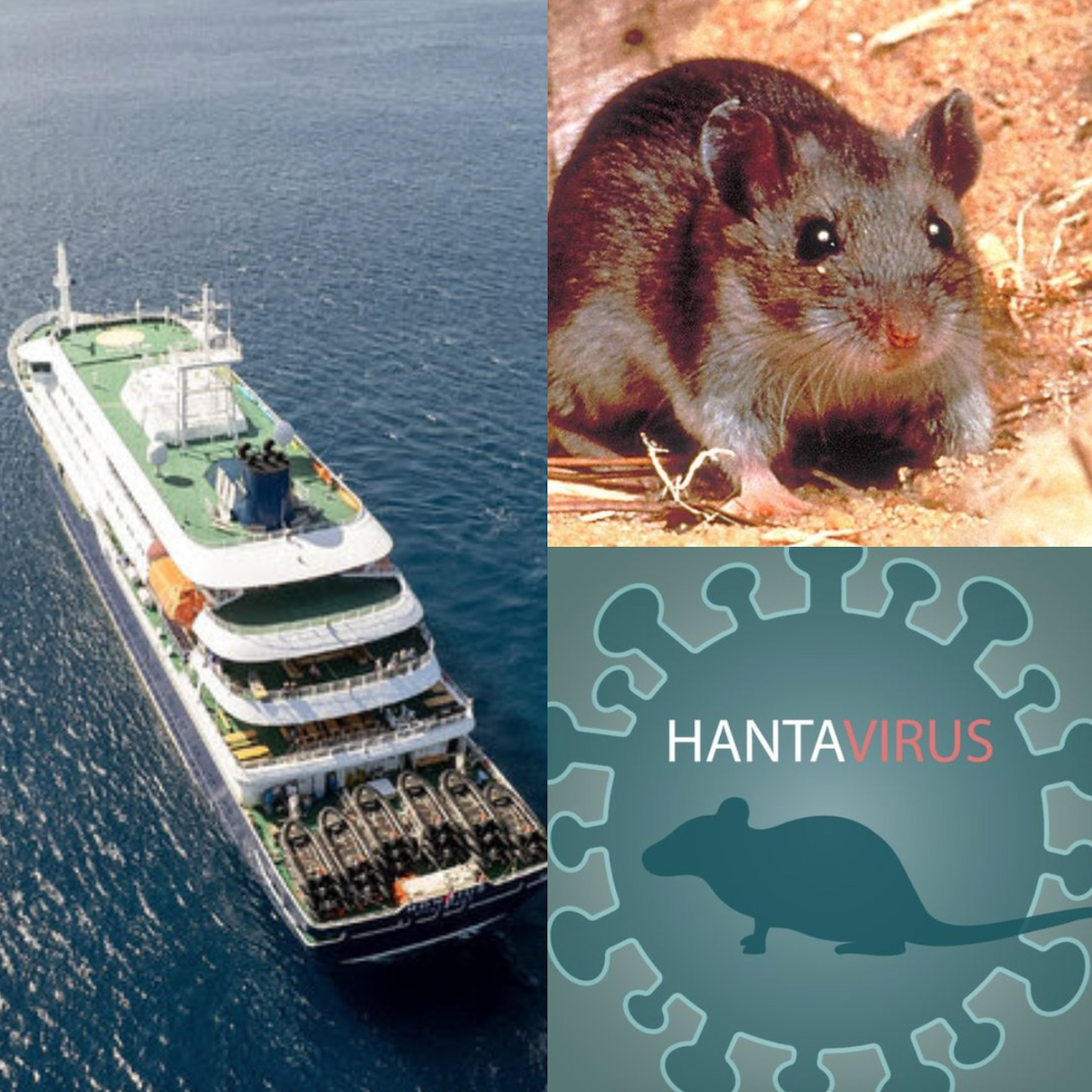 Hantavirus vs COVID-19. ¿Cuáles son sus diferencias? ¿Podrá convertirse en pandemia?