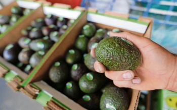 Caen exportaciones de productos agropecuarios mexicanos. Jitomate, aguacate y azúcar; los más afectados