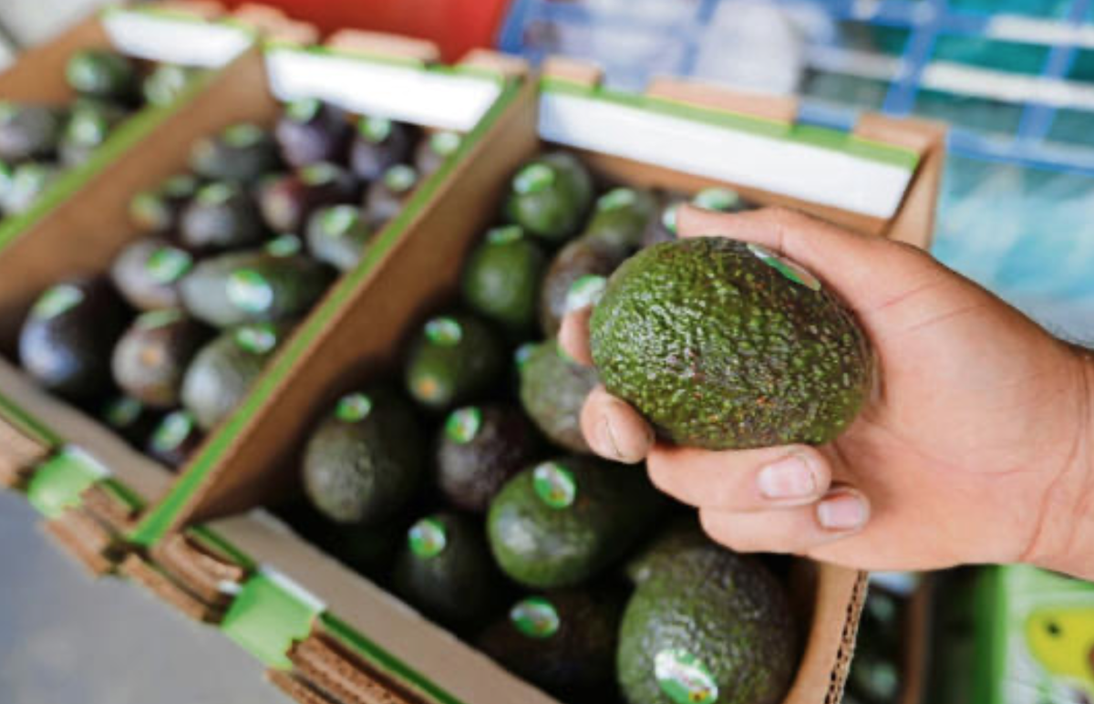 Caen exportaciones de productos agropecuarios mexicanos. Jitomate, aguacate y azúcar; los más afectados