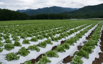 México activa protocolos por brote de Cyclospora en lechuga de Estados Unidos