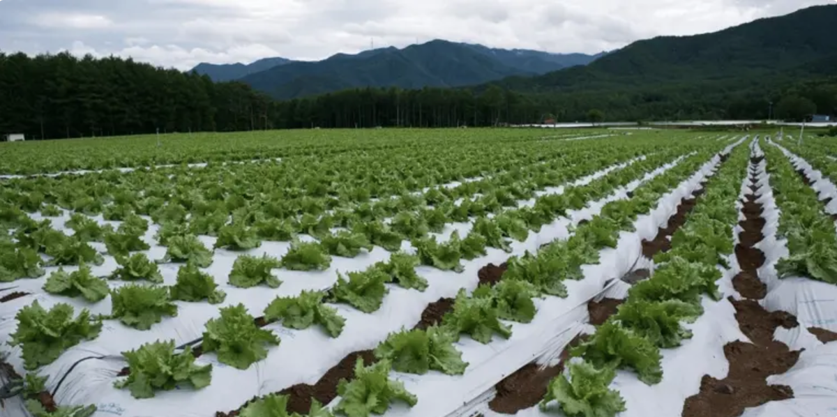 México activa protocolos por brote de Cyclospora en lechuga de Estados Unidos