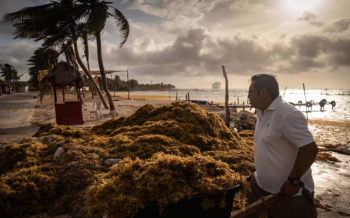 Alerta con el sargazo. Las playas del Caribe han recibido 27 veces más toneladas de lo normal