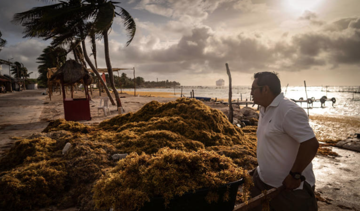Alerta con el sargazo. Las playas del Caribe han recibido 27 veces más toneladas de lo normal