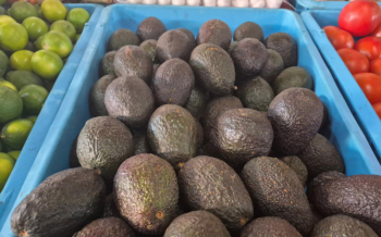 EE.UU. suspende actividades en Michoacán por “amenaza” contra su personal; medida impacta exportaciones de aguacate mexicano
