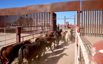 Sonora reabre la frontera para la exportación de ganado a EE.UU.