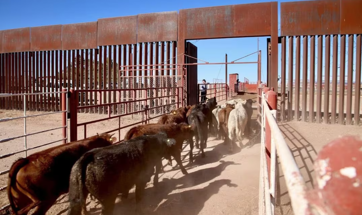 Sonora reabre la frontera para la exportación de ganado a EE.UU.