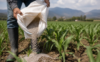 México depende del fertilizante extranjero. Planta en Sinaloa cobra relevancia ante tensión global