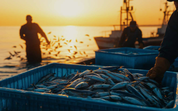 La sardinas del Mar Adriático en peligro por el cambio climático La sardinas del Mar Adriático en peligro por el cambio climático