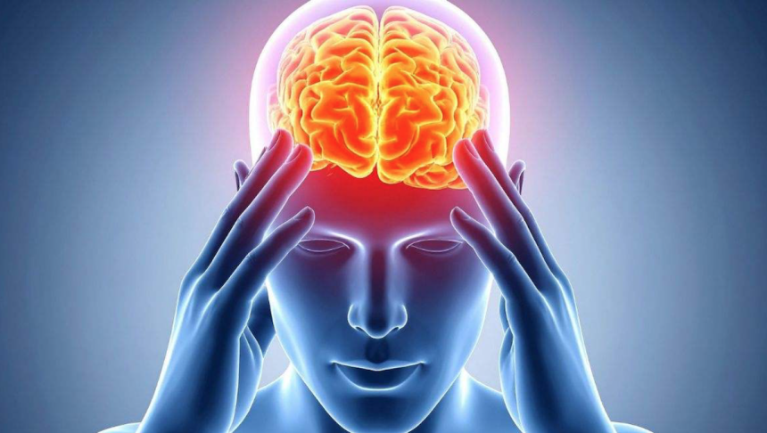 Científicos descubren que el cerebro consta de dos órganos separados
