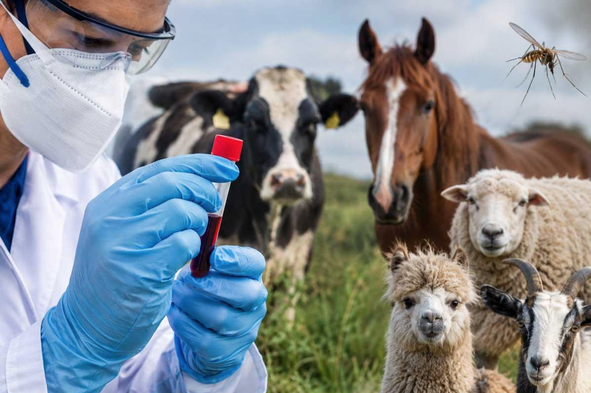 Francia confirma el primer caso de infección humana por el virus Shamonda